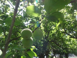 少ウサギ　畑　虫花探し (9)